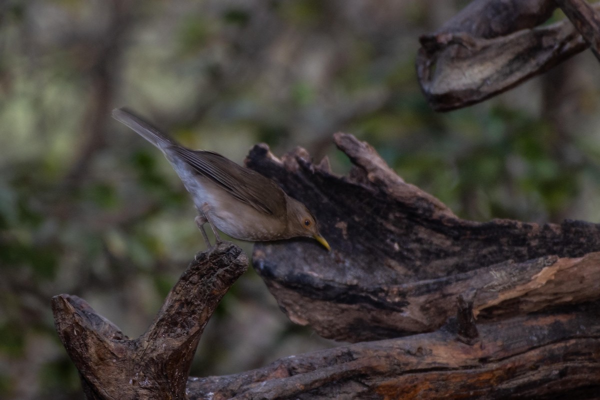 Ecuadorian Thrush - ML131060771