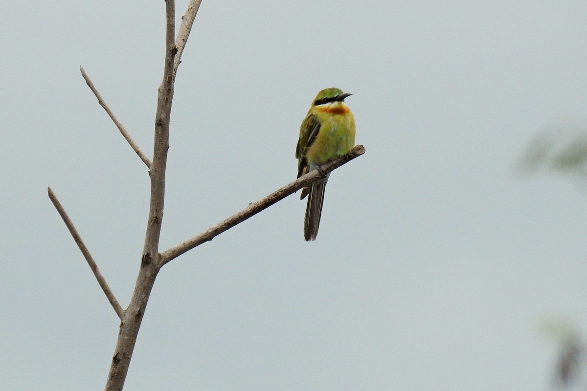 Blue-tailed Bee-eater - ML131061021