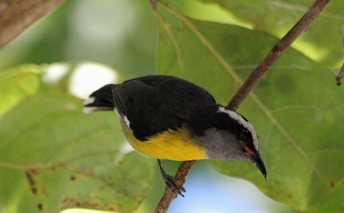 Bananaquit - Graham Williams