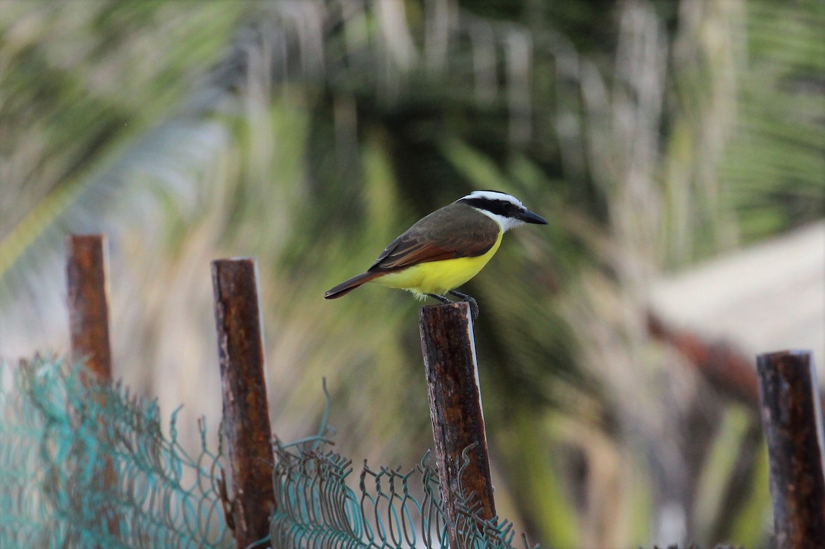 Great Kiskadee - ML131066041