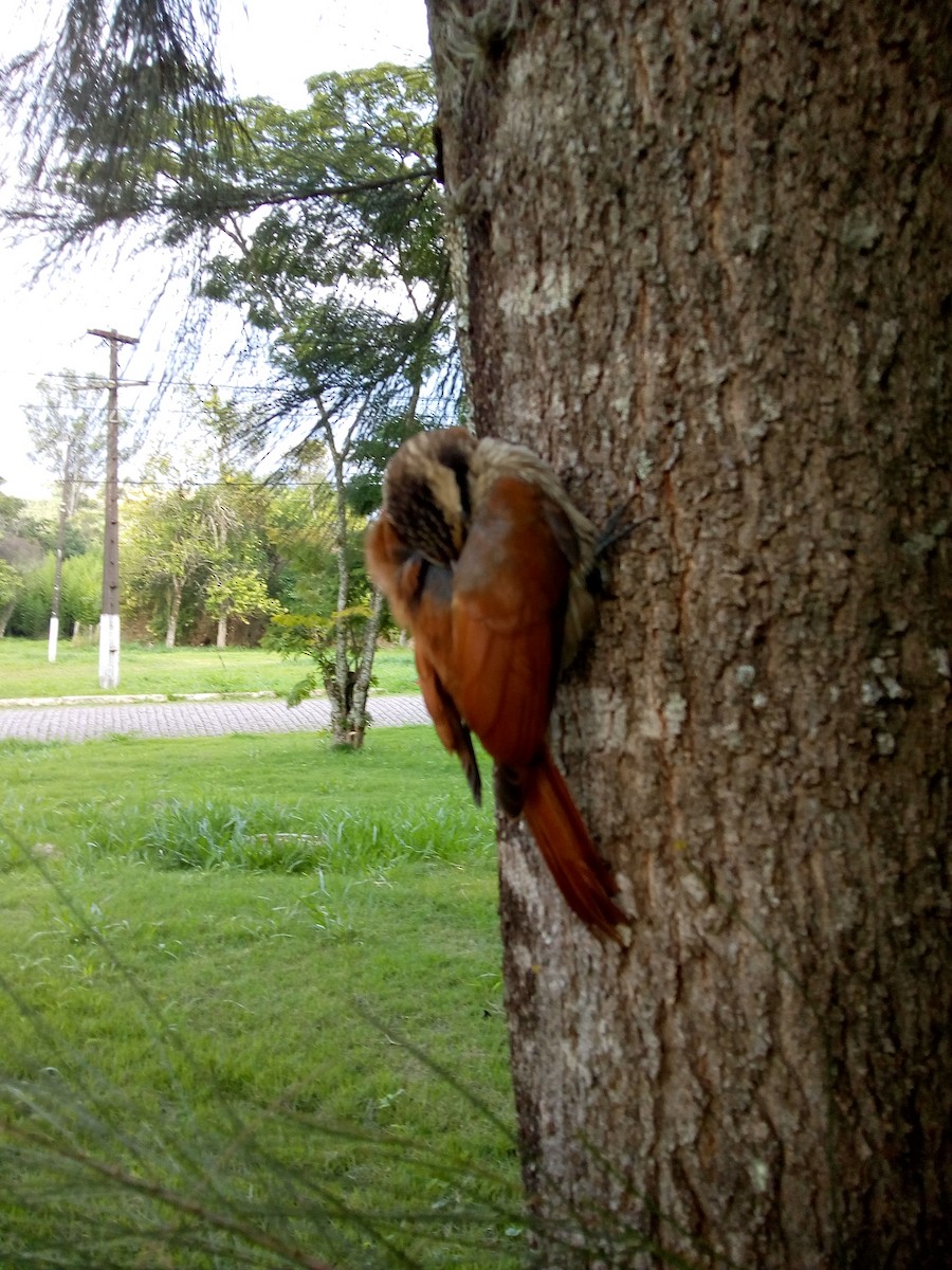 Narrow-billed Woodcreeper - ML131066451