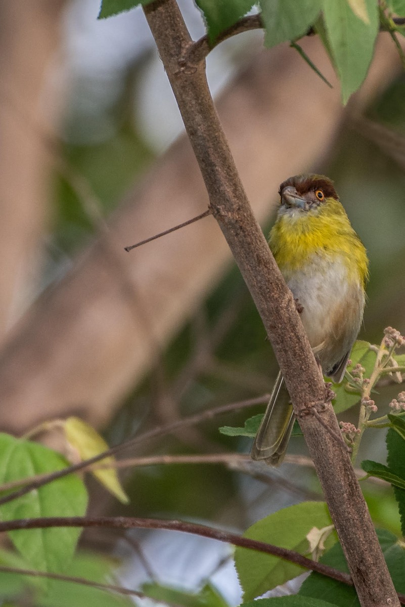 Rufous-browed Peppershrike - Ragupathy Kannan