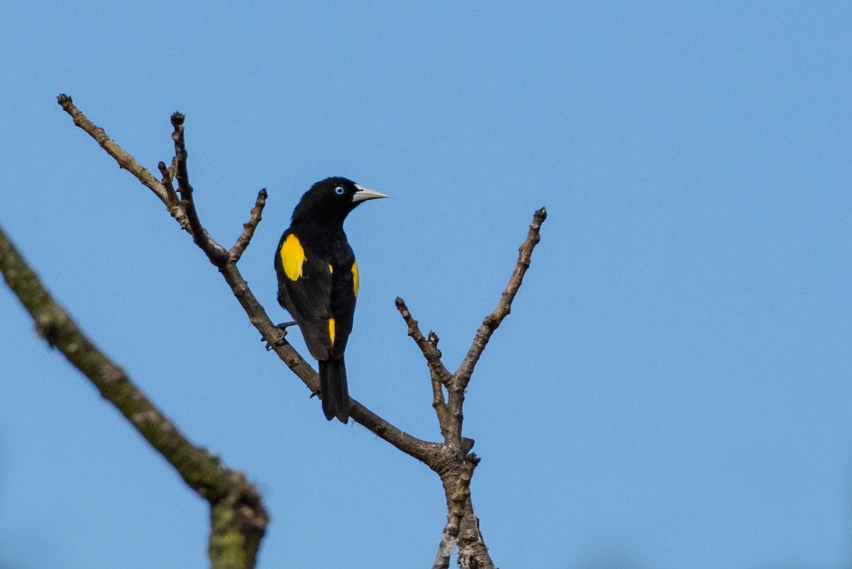 Yellow-rumped Cacique - ML131069981