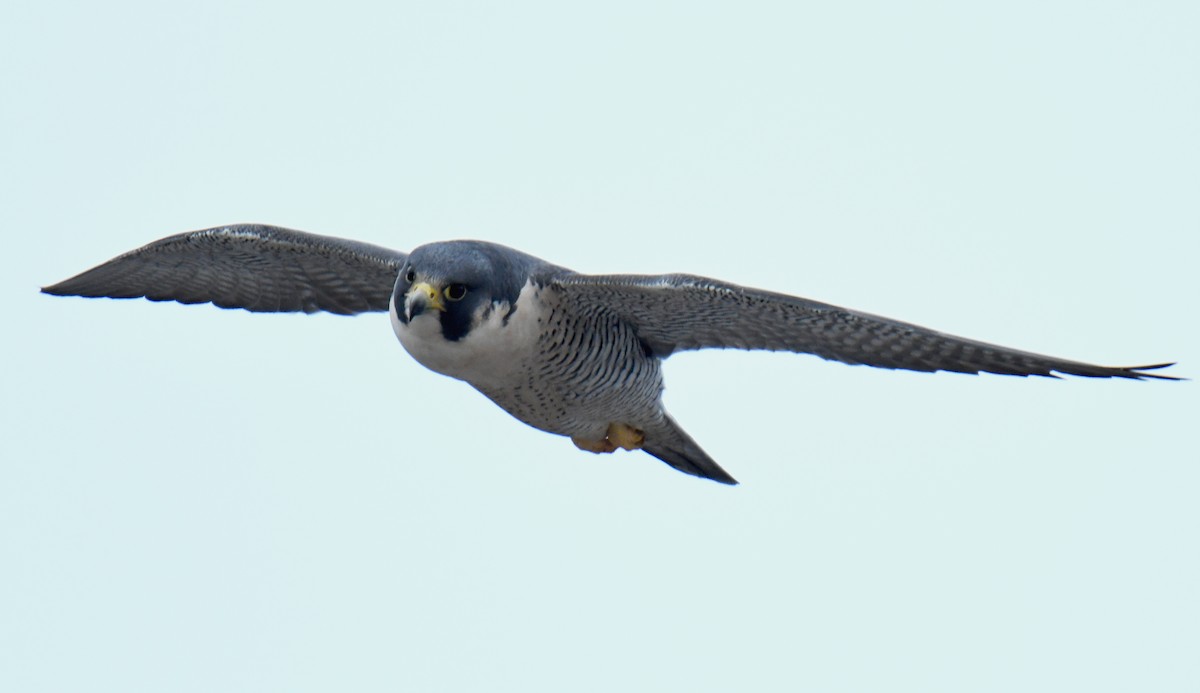 sokol stěhovavý - ML131071481