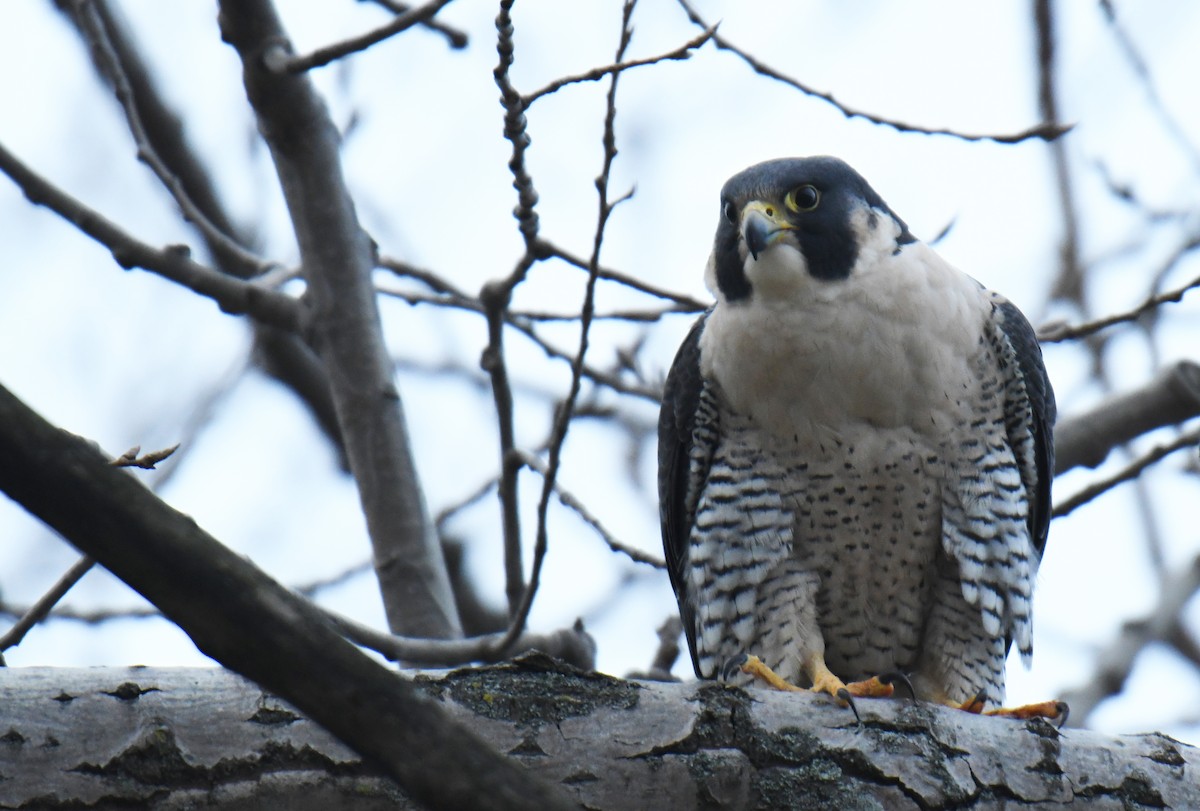 sokol stěhovavý - ML131071491