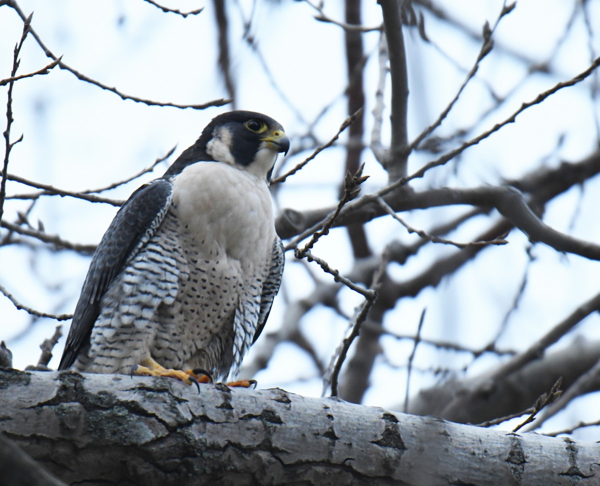 sokol stěhovavý - ML131071501