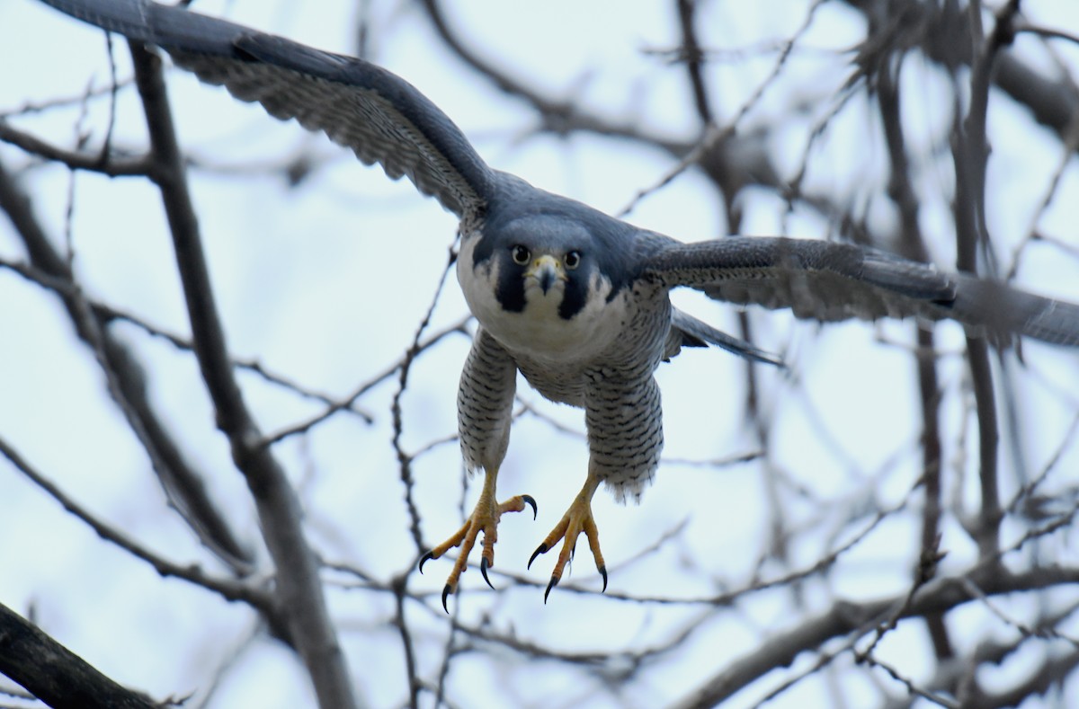 sokol stěhovavý - ML131071521