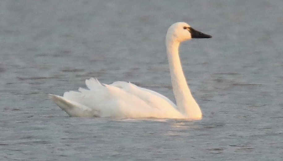 Tundra Swan - ML131071731