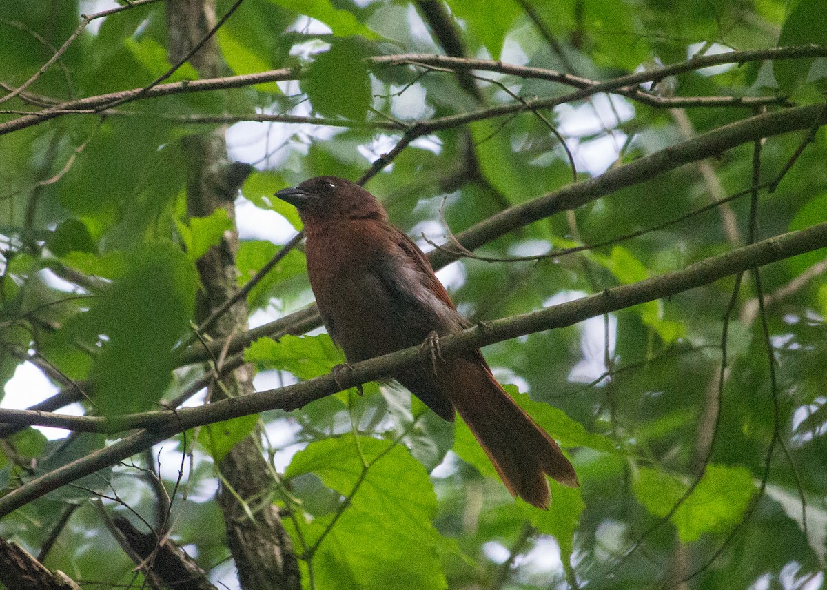 Red-crowned Ant-Tanager - ML131072481