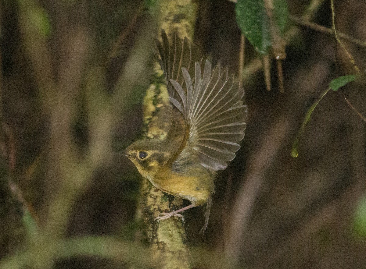 White-throated Spadebill - ML131072581