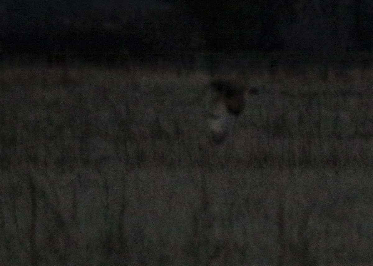 Short-eared Owl - ML131073181