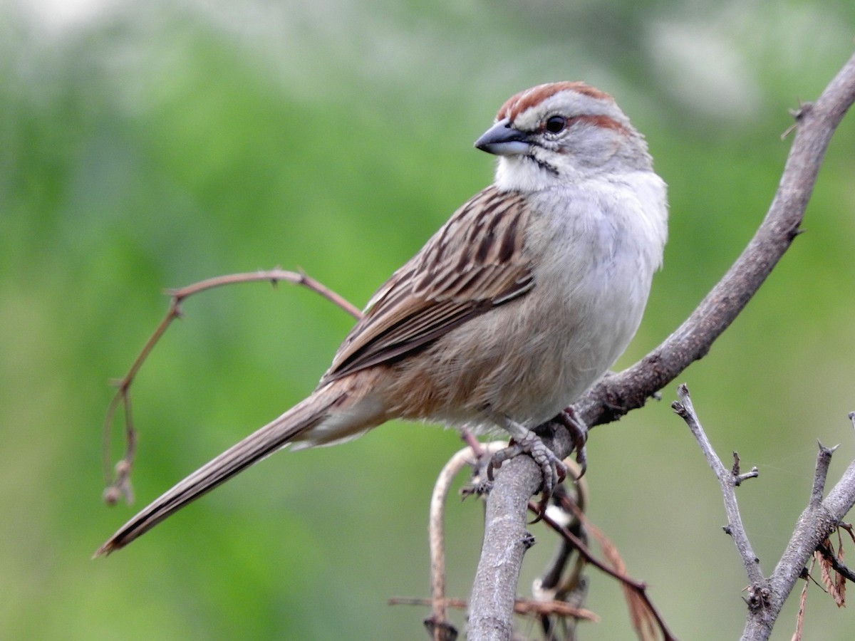 Chaco Sparrow - Paul Suchanek