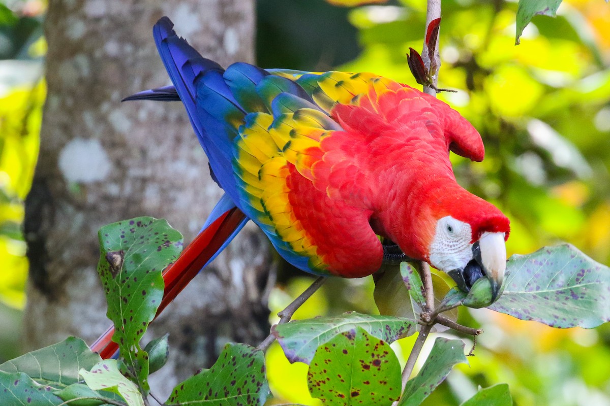 Scarlet Macaw - Blair Dudeck