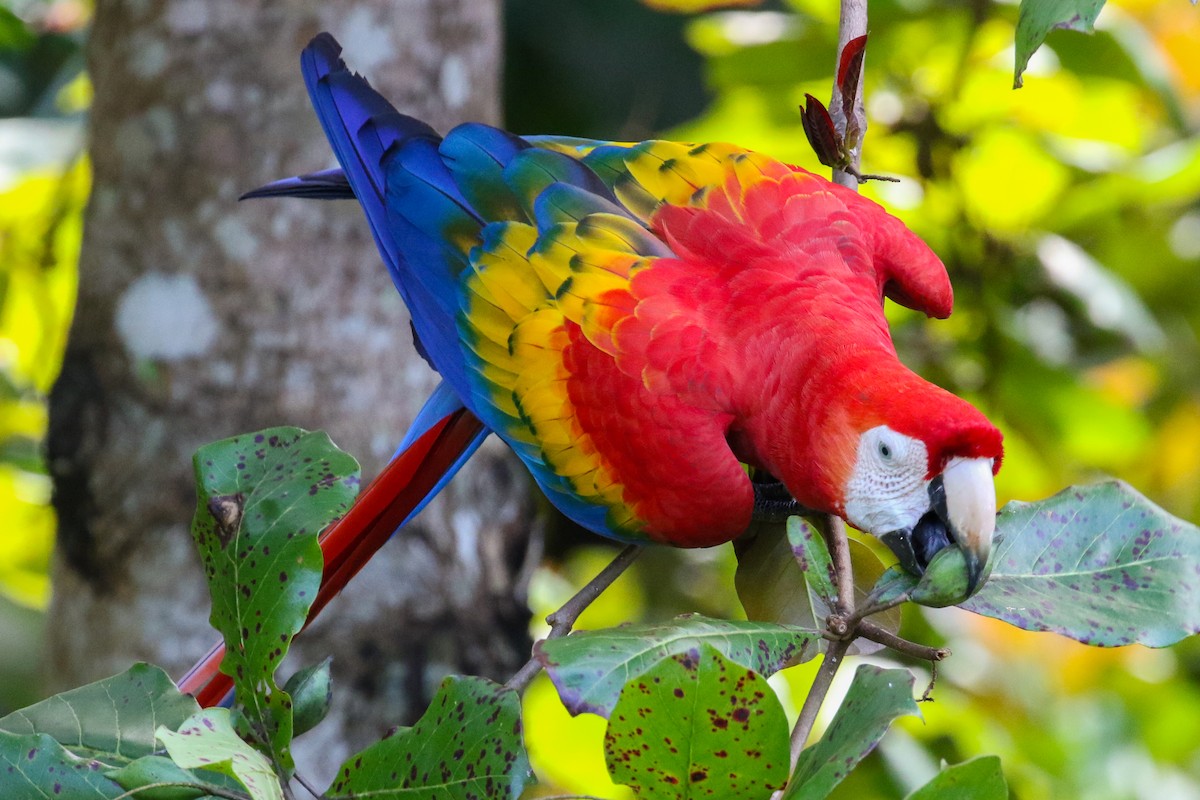 Scarlet Macaw - Blair Dudeck