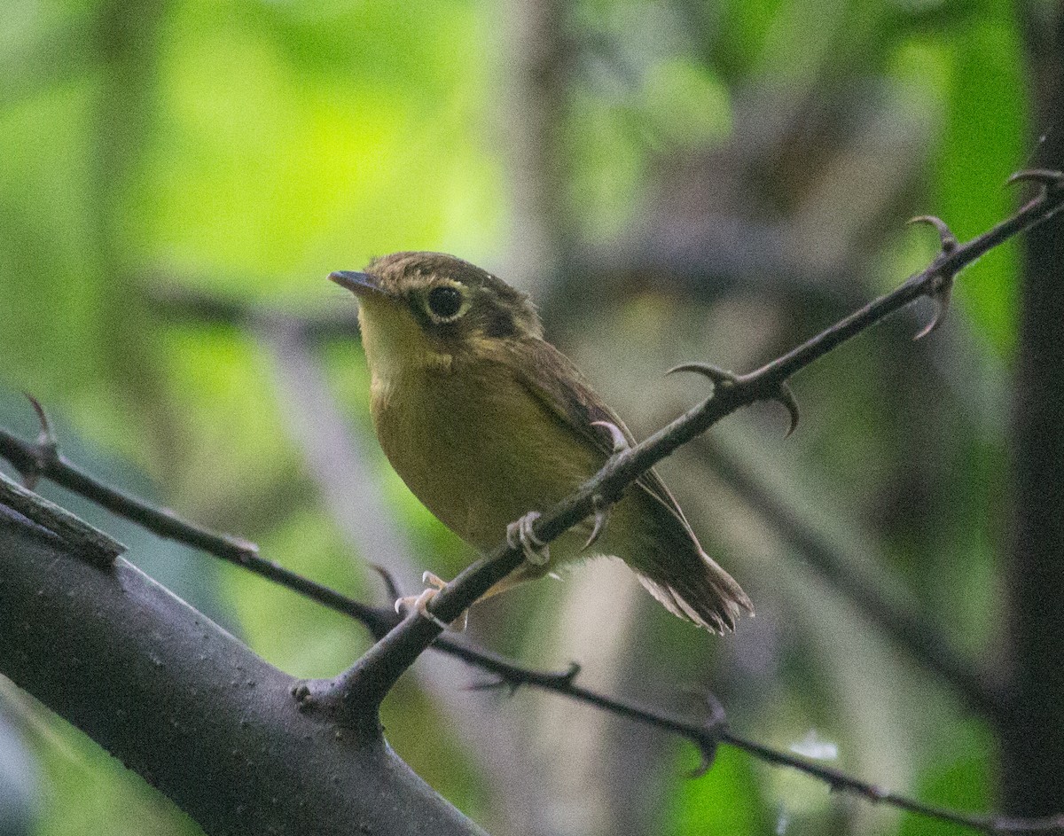 White-throated Spadebill - ML131075001