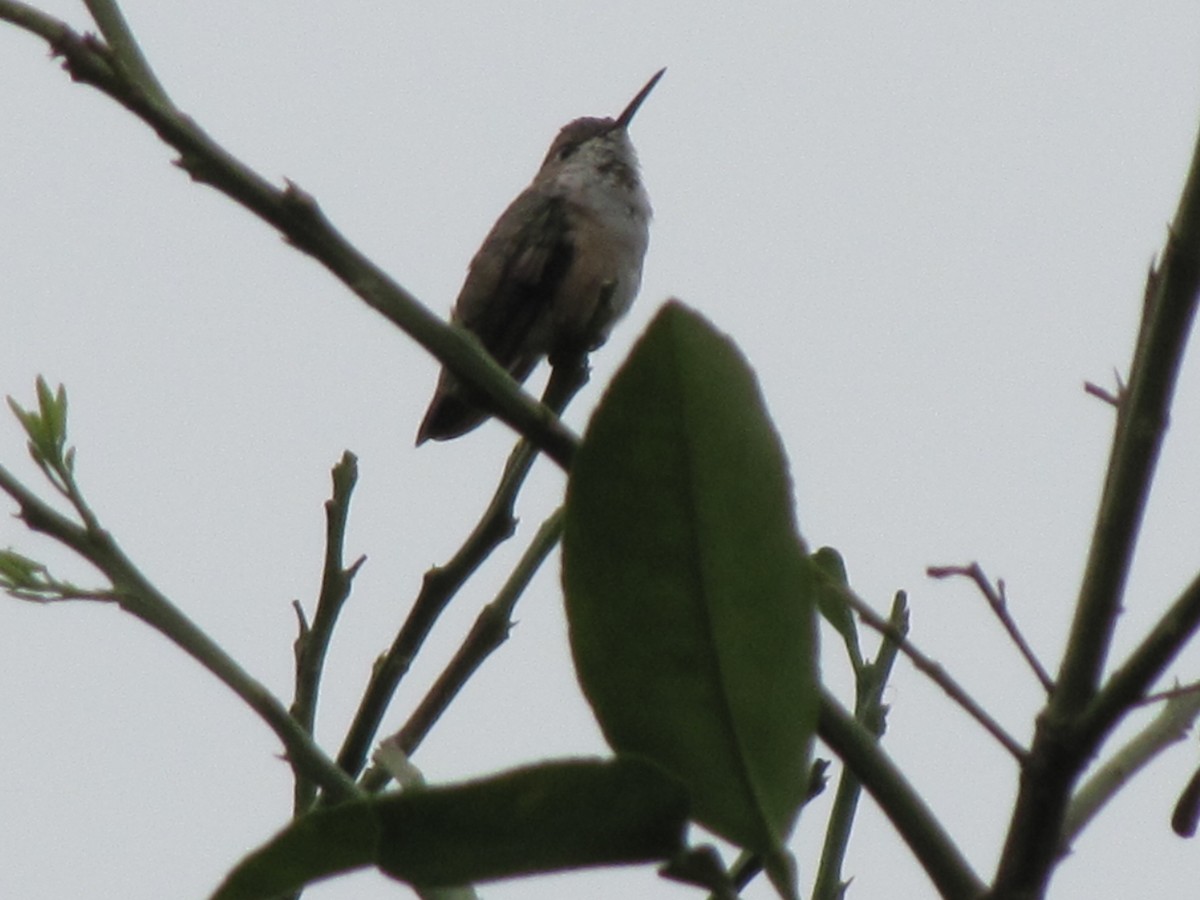 Broad-tailed Hummingbird - ML131076451