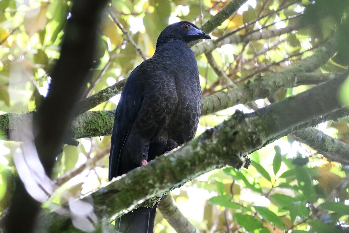 Black Guan - ML131076991