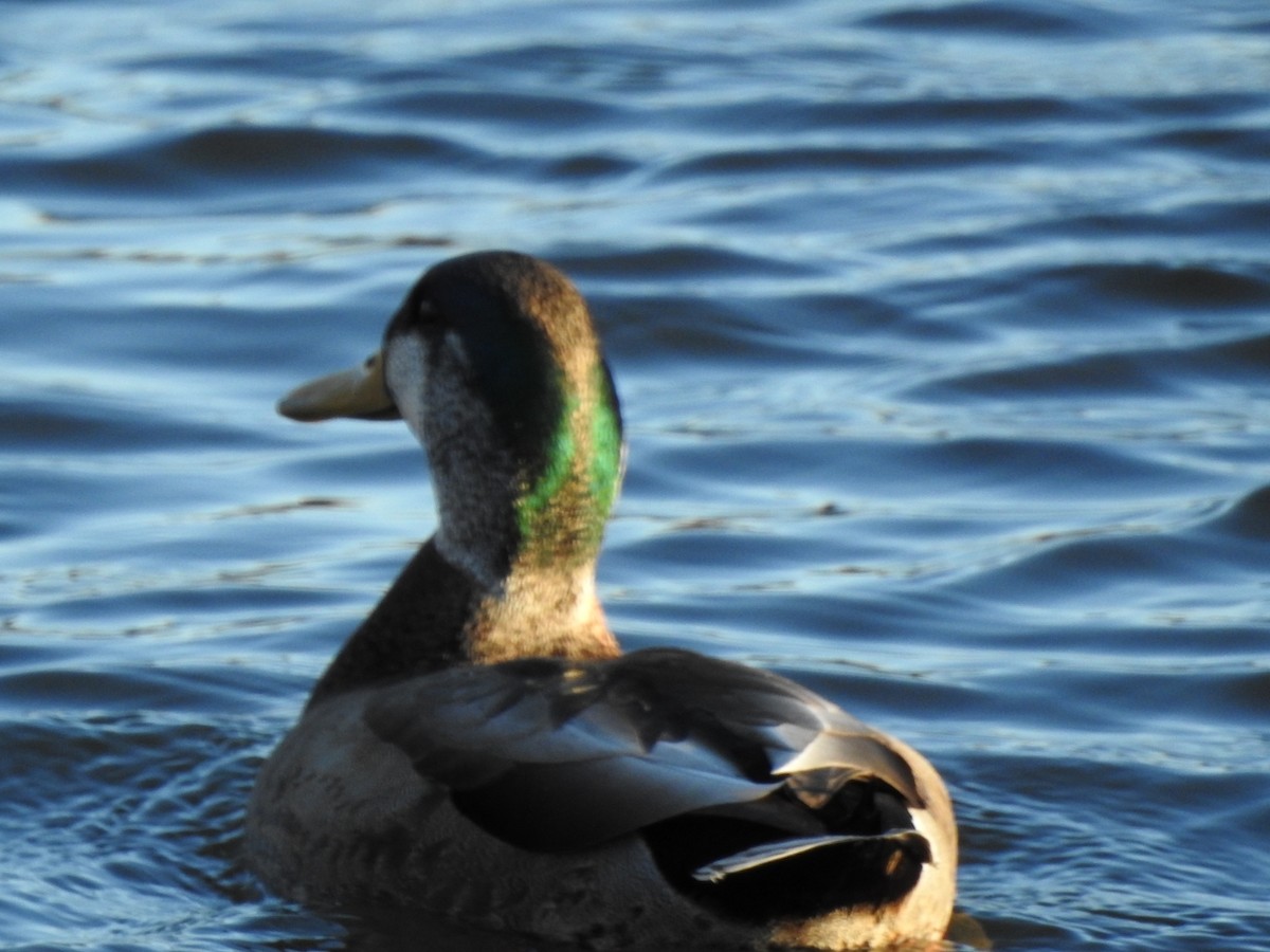 Mallard x American Black Duck (hybrid) - ML131077401