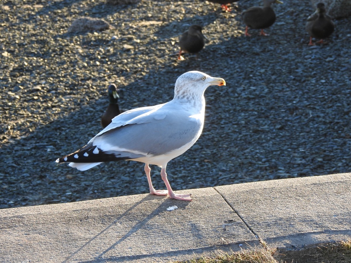 Herring Gull - ML131077571