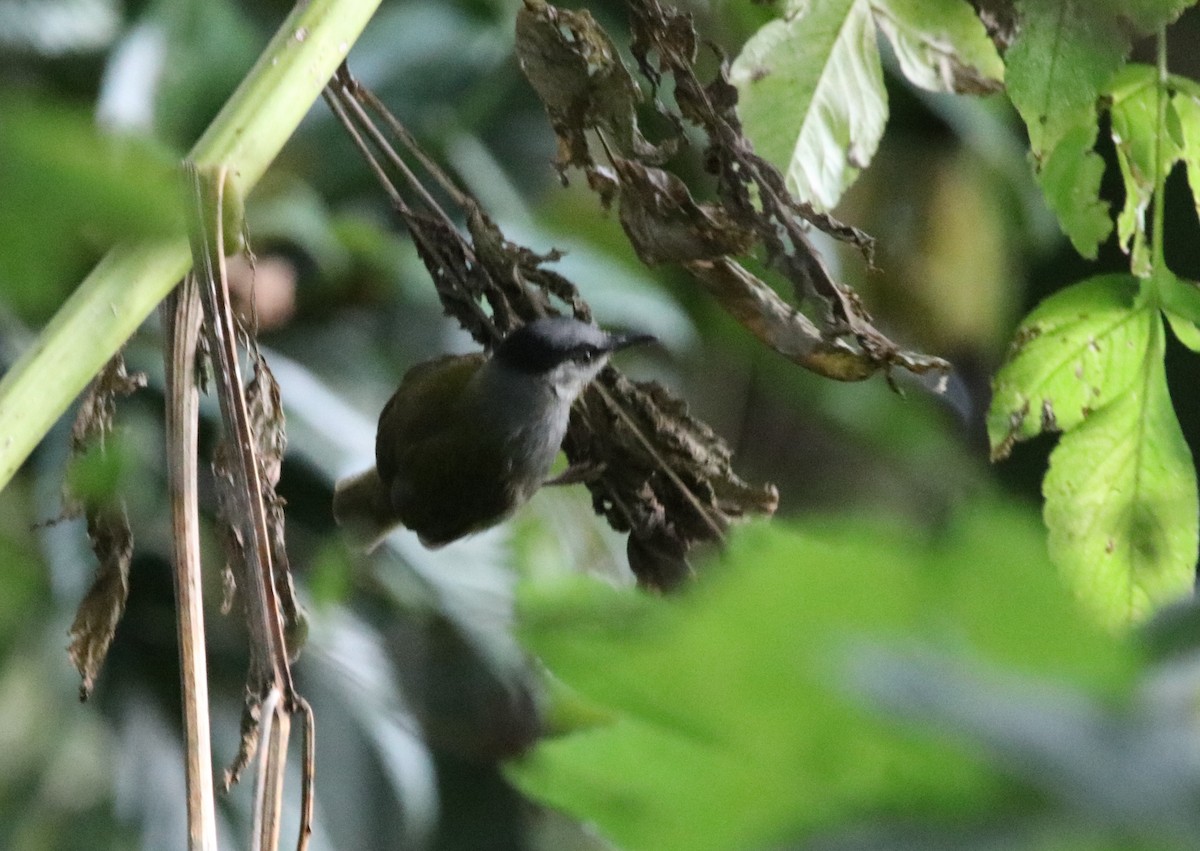 Gray-capped Warbler - Jason Fidorra