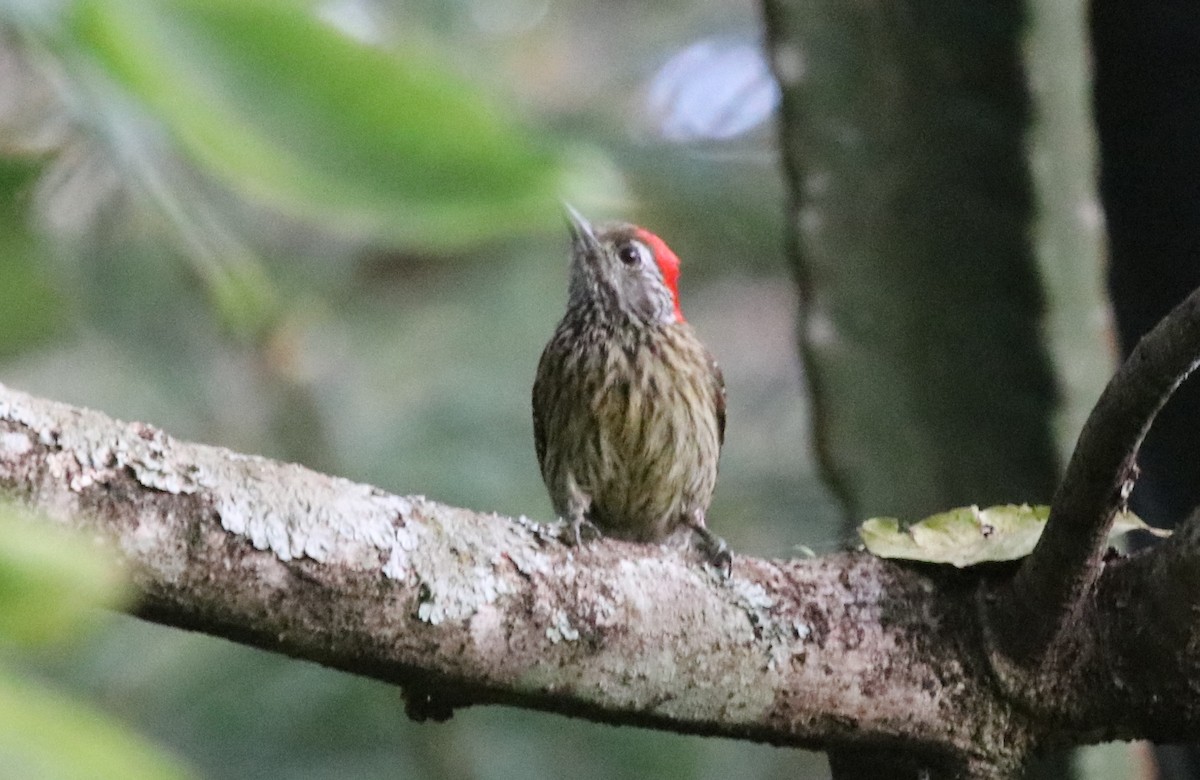 Cardinal Woodpecker - ML131077651