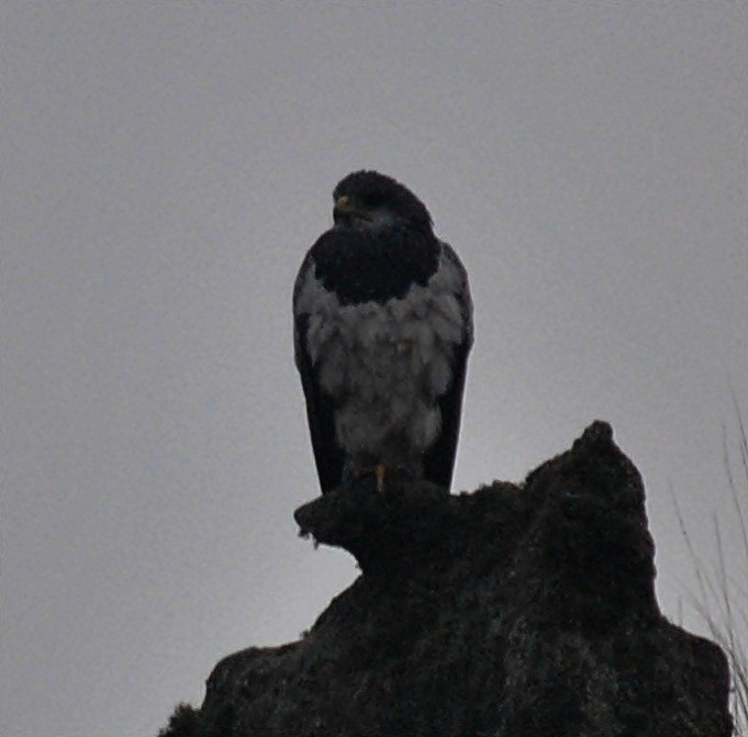 Black-chested Buzzard-Eagle - andres ebel