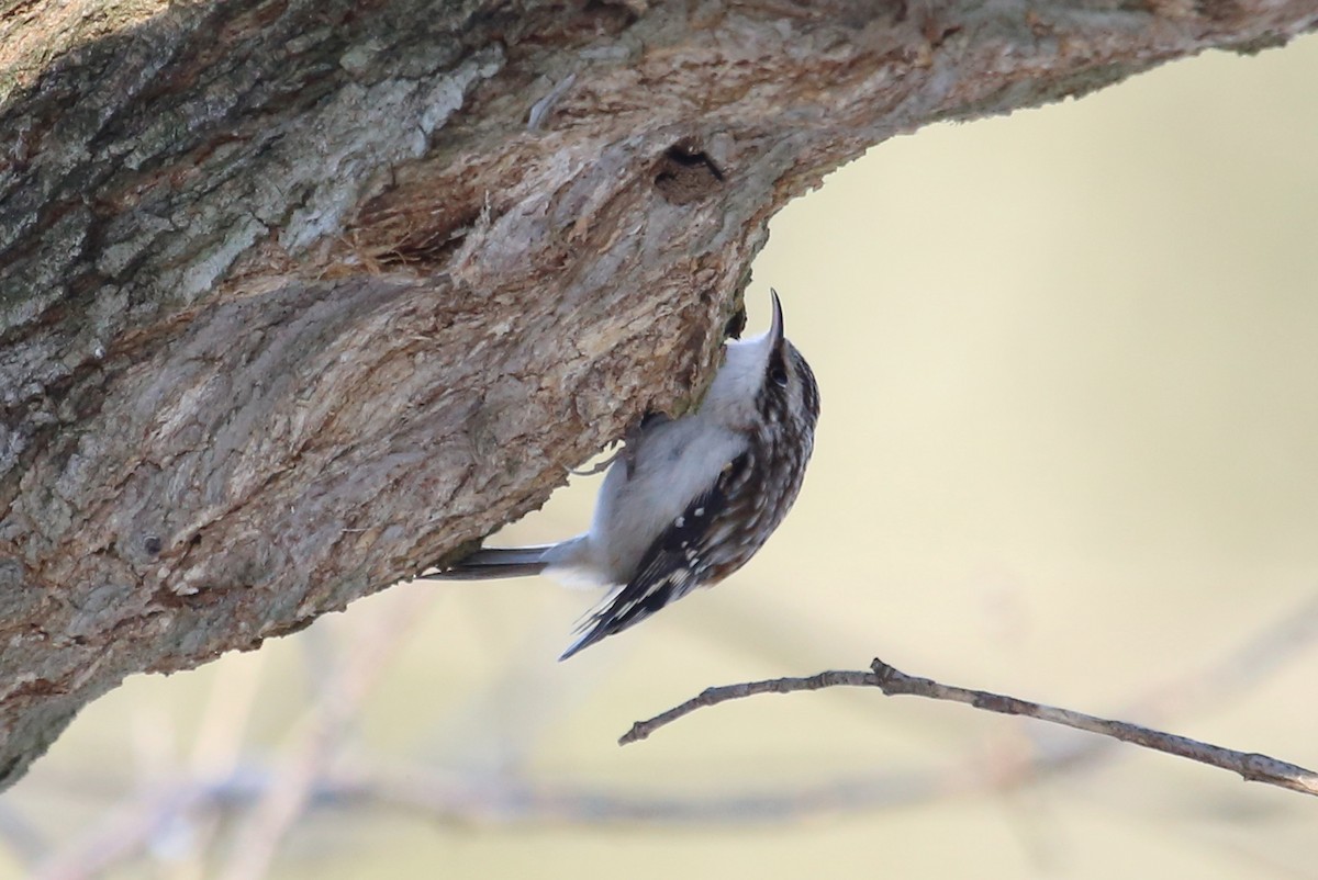 Brown Creeper - ML131079121