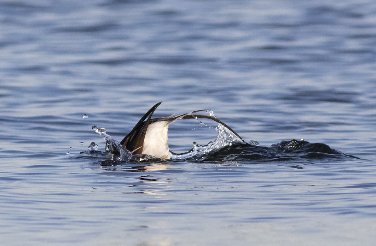 Long-tailed Duck - John Gluth