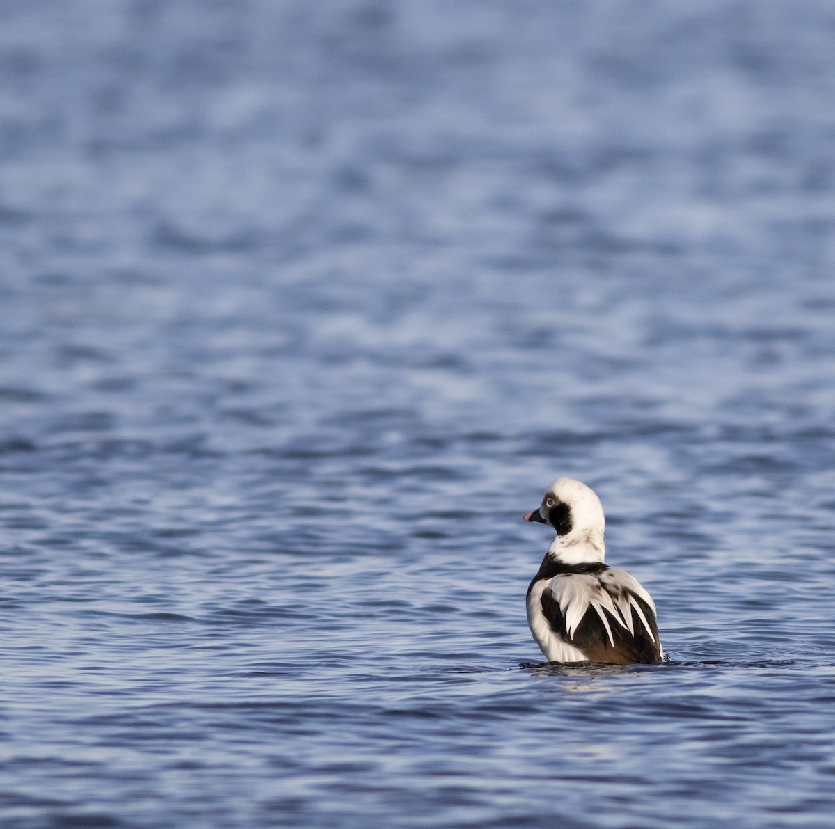 Long-tailed Duck - John Gluth