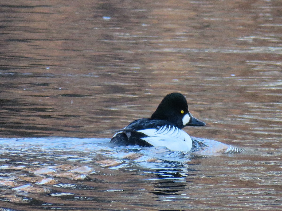 Common Goldeneye - ML131079791