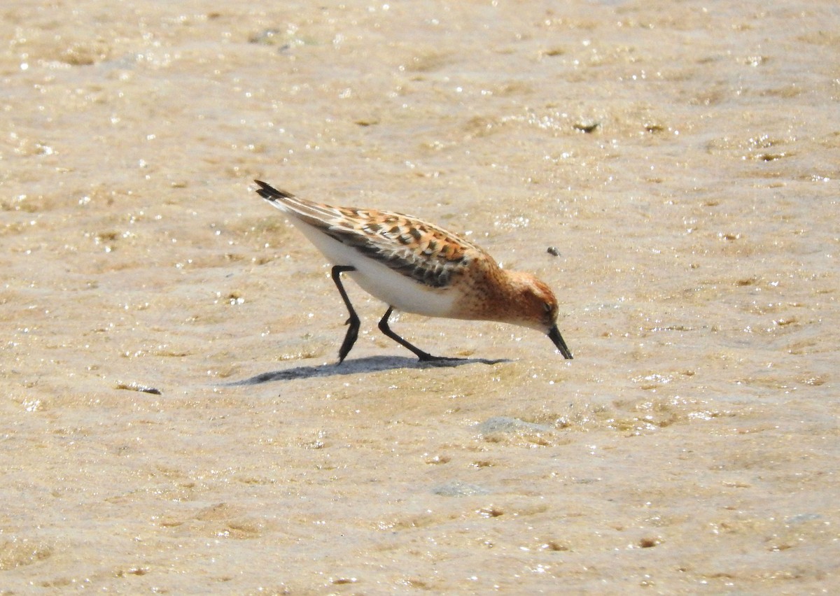 Little Stint - ML131079831