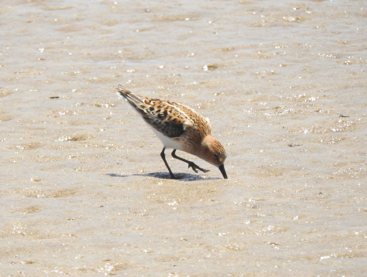 Little Stint - ML131079851