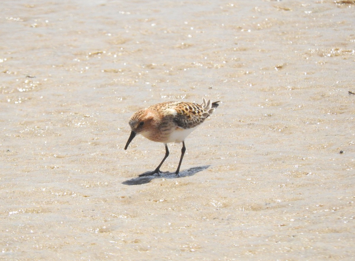 Little Stint - ML131079911