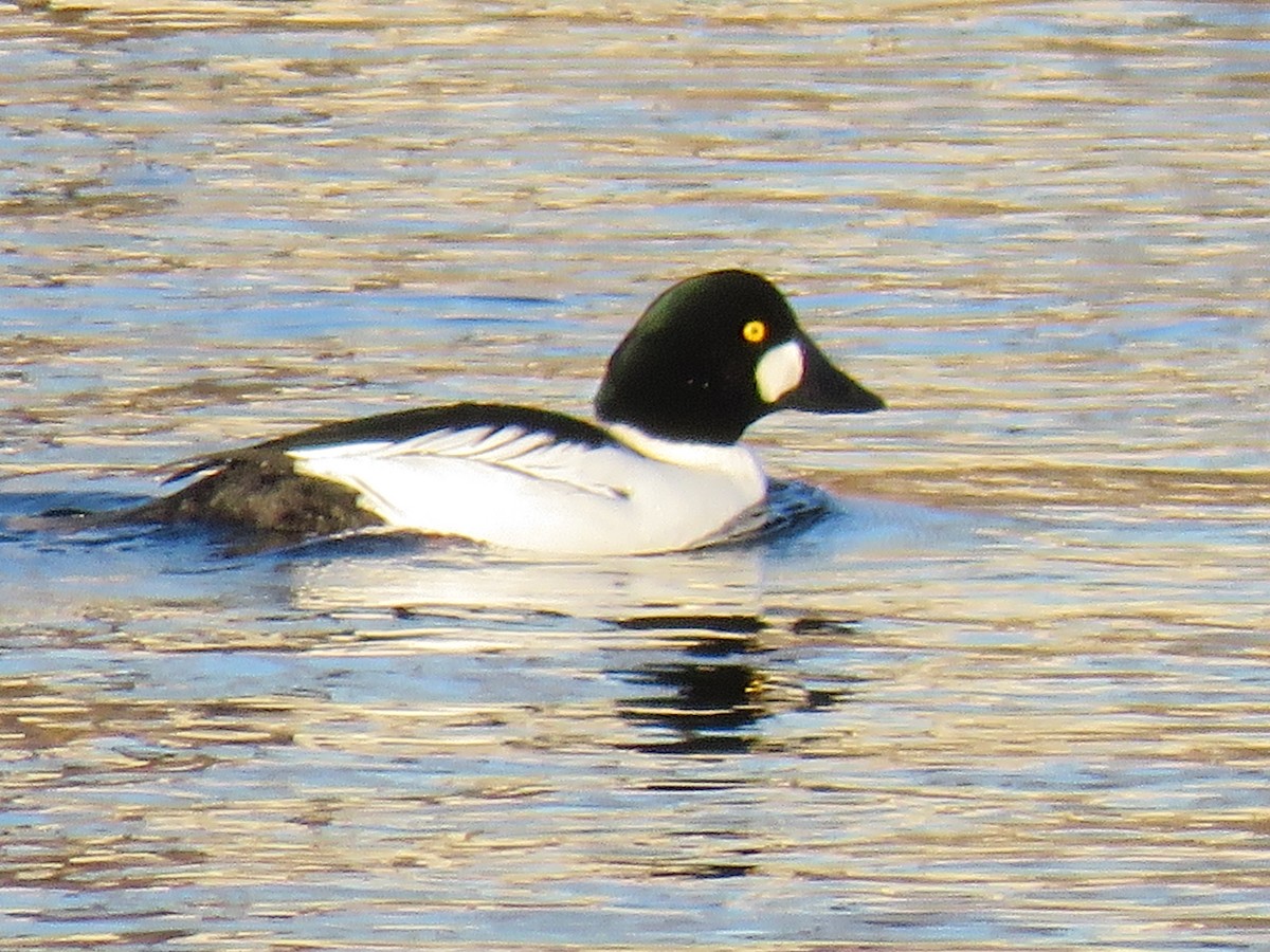 Common Goldeneye - ML131080361