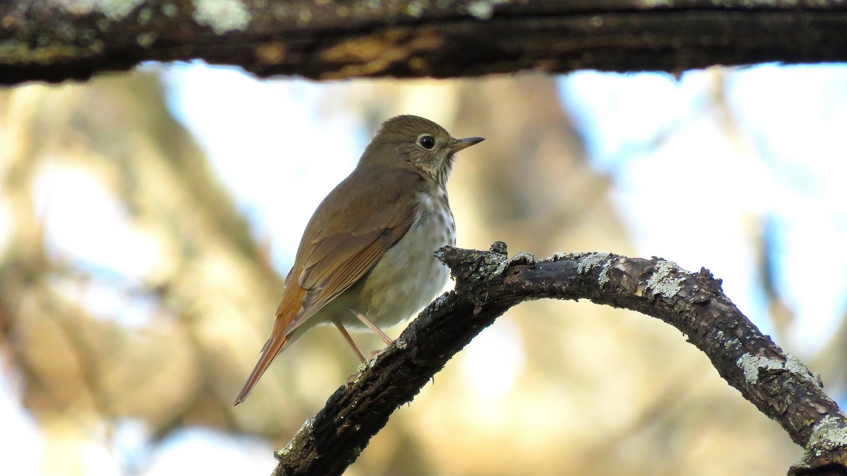 Hermit Thrush - ML131080881