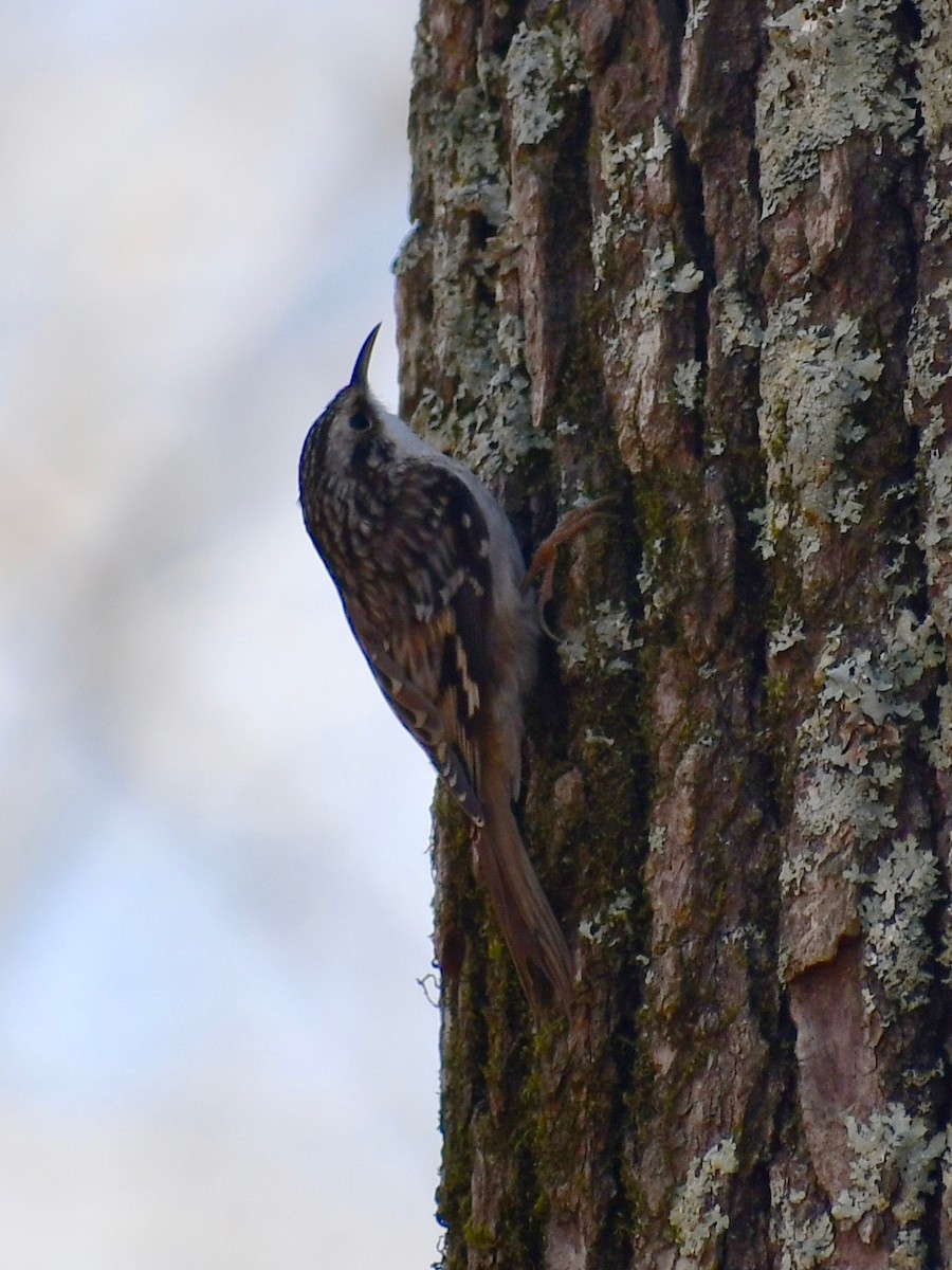 Brown Creeper - P Chappell