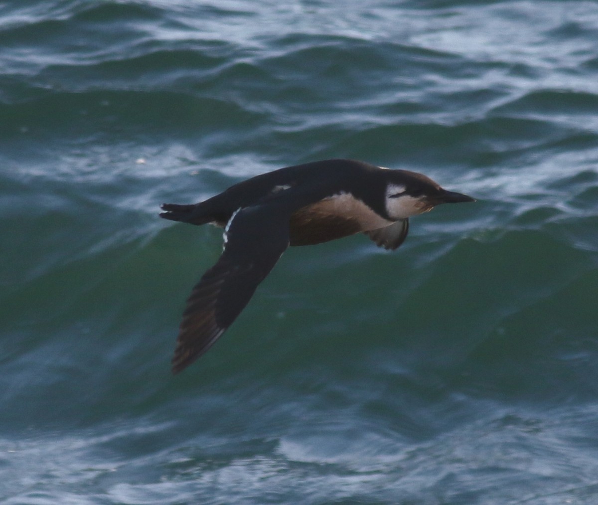 Common Murre - Scott McConnell