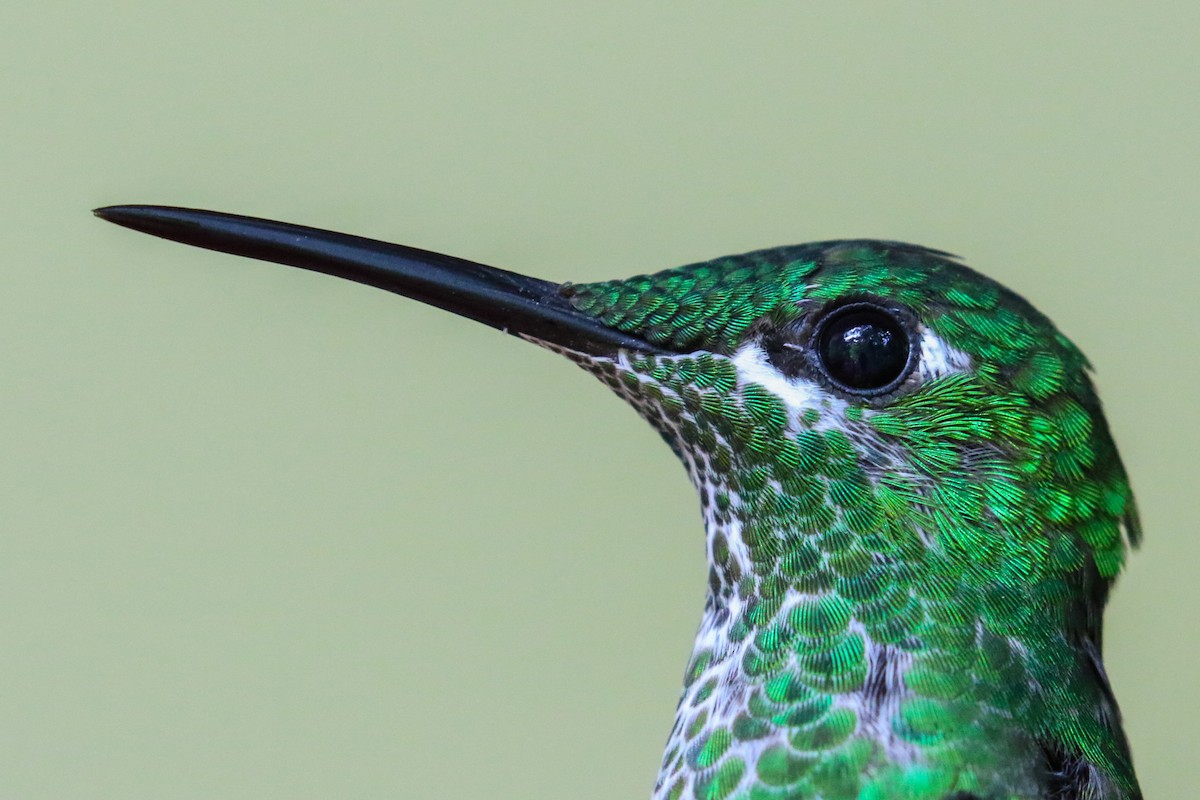 kolibřík subtropický - ML131083911