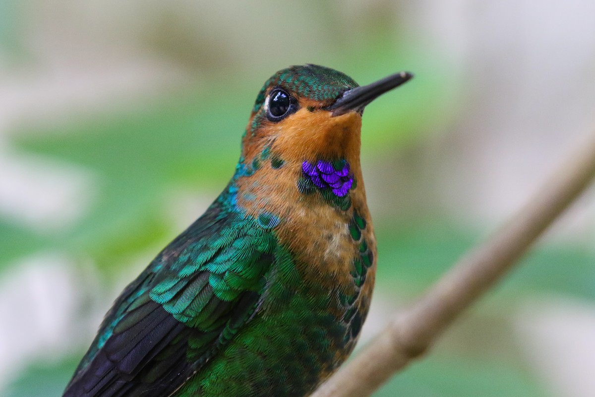 kolibřík subtropický - ML131083921
