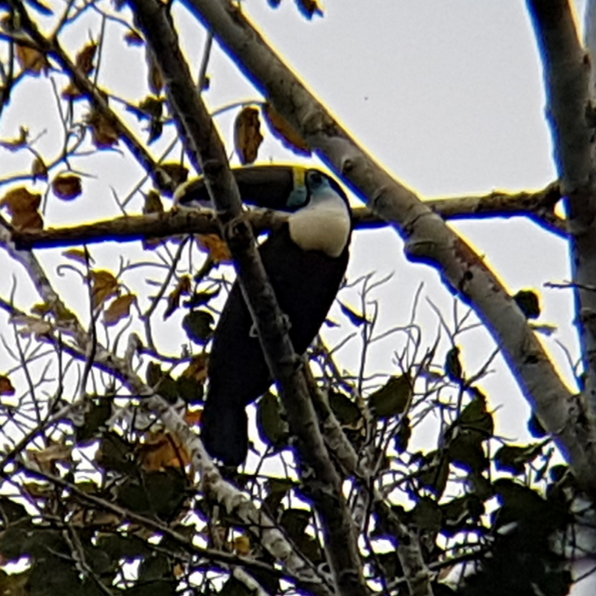 White-throated Toucan - ML131084111