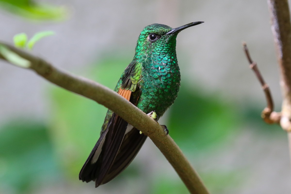 Stripe-tailed Hummingbird - Blair Dudeck