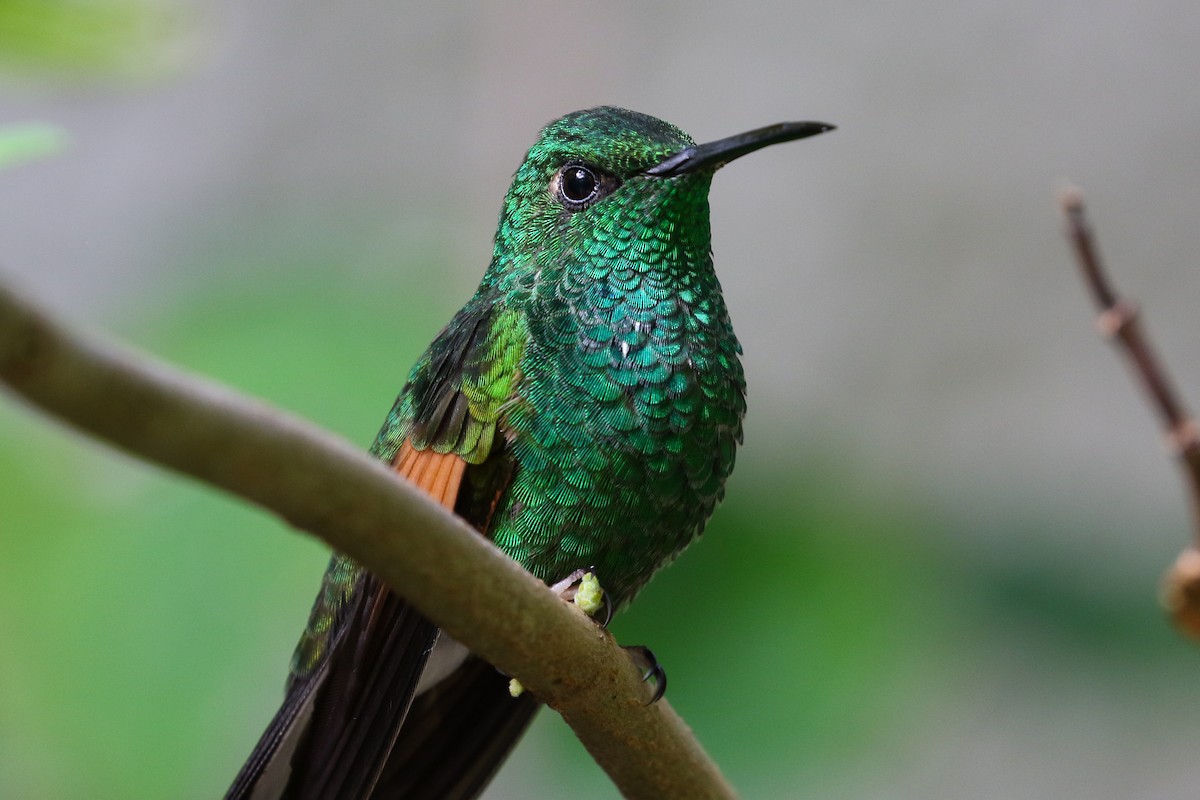 Stripe-tailed Hummingbird - ML131084191