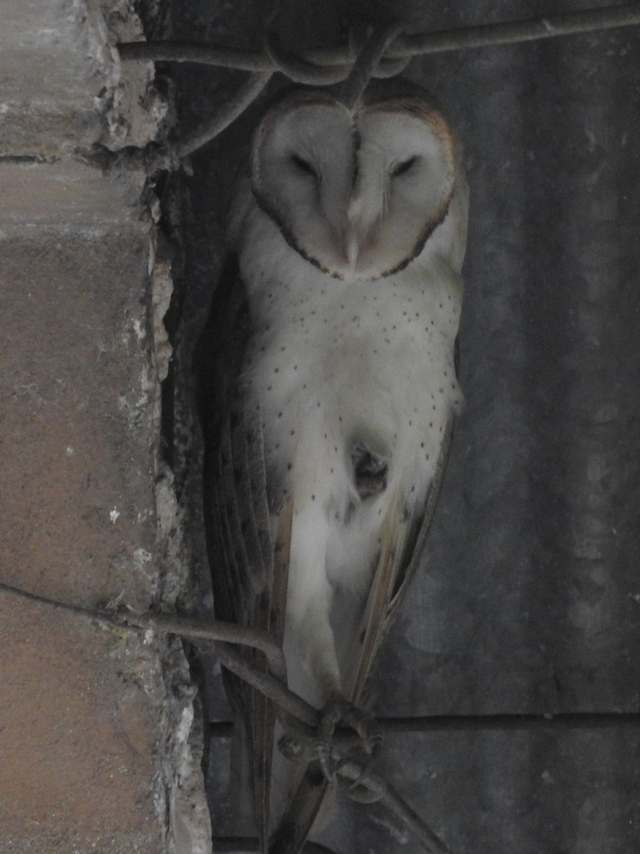 Barn Owl - ML131085121