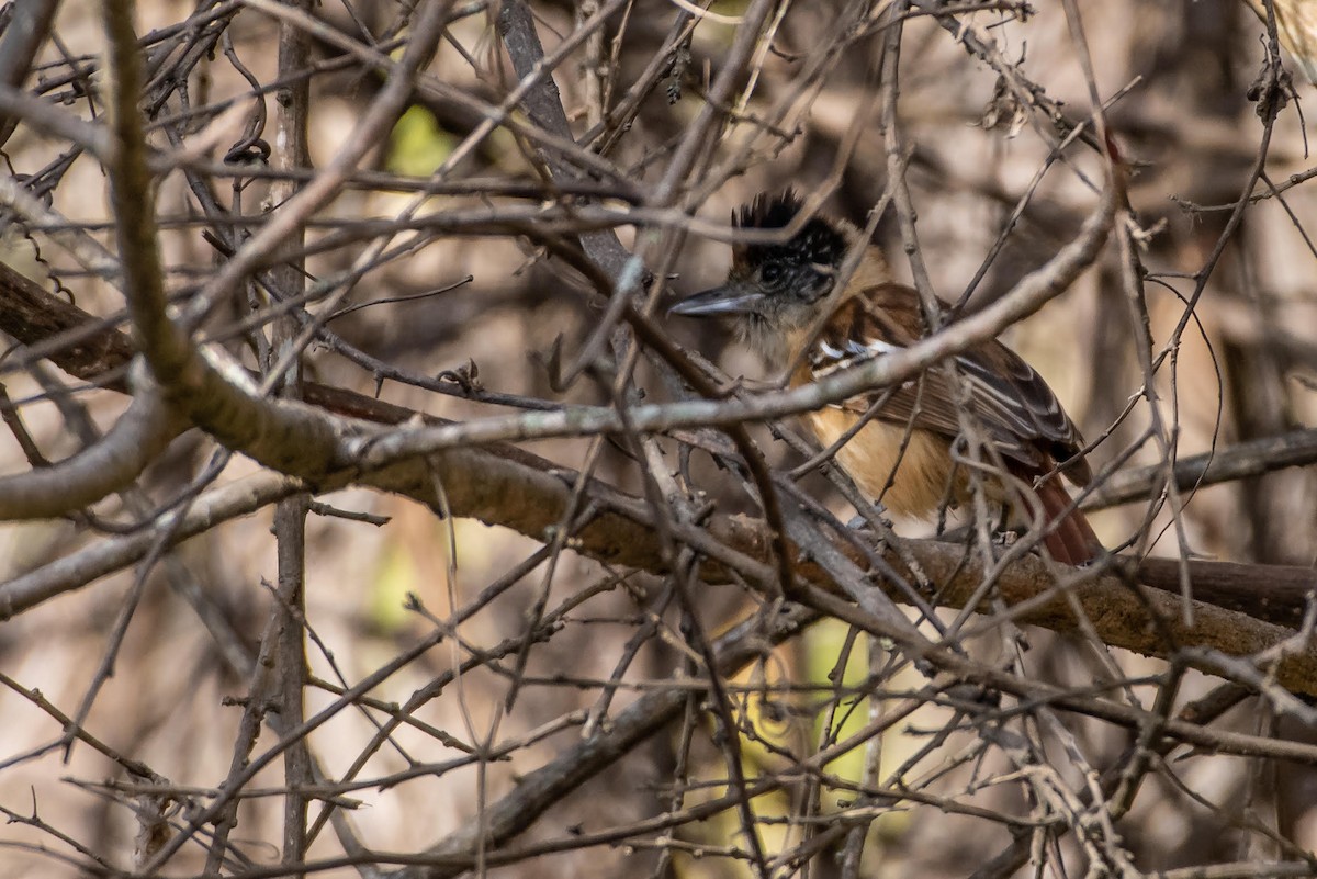 Collared Antshrike - ML131085351