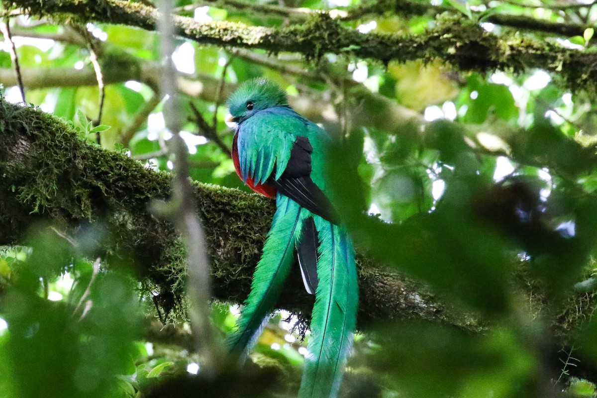 Resplendent Quetzal - ML131085601