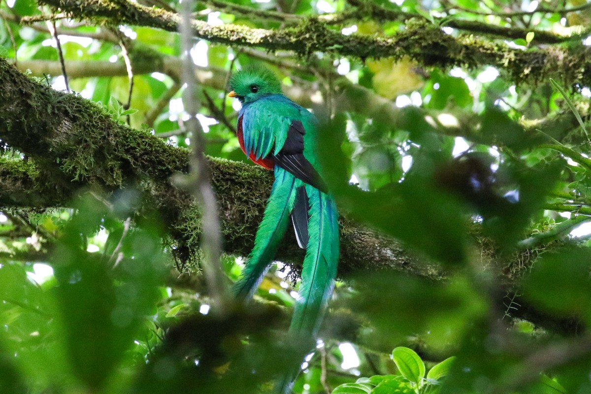 Resplendent Quetzal - ML131085711