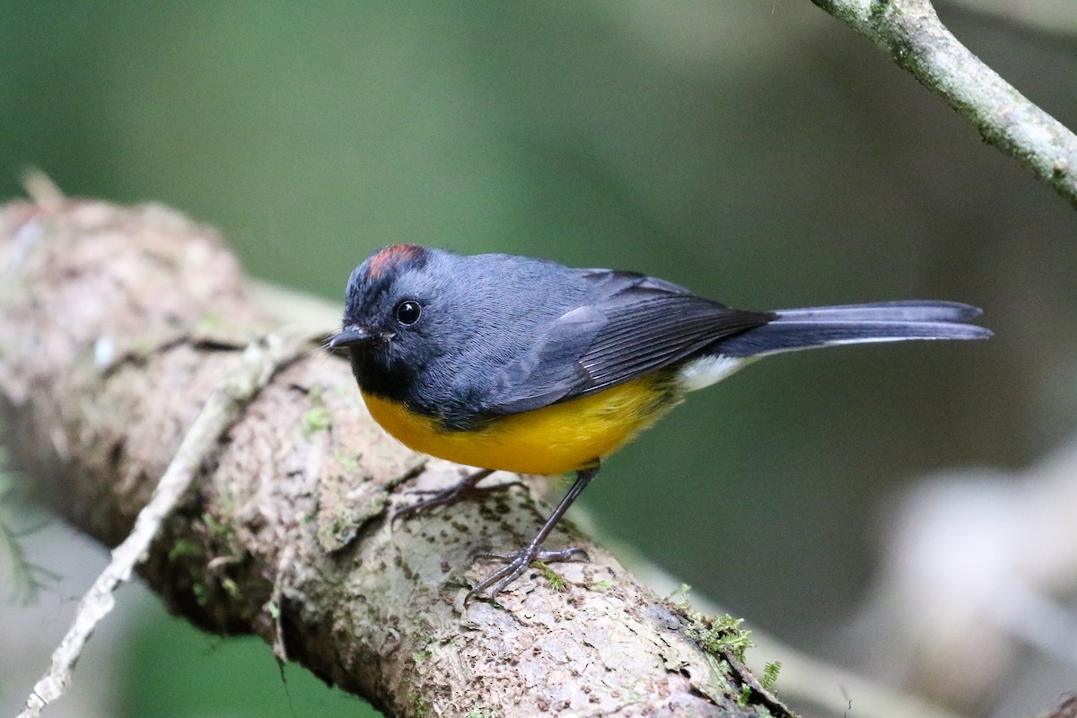 Slate-throated Redstart - ML131085911