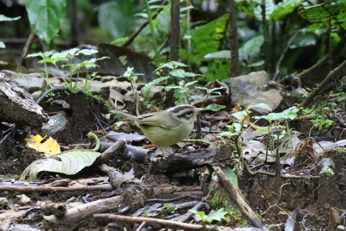 Costa Rican Warbler - ML131086041