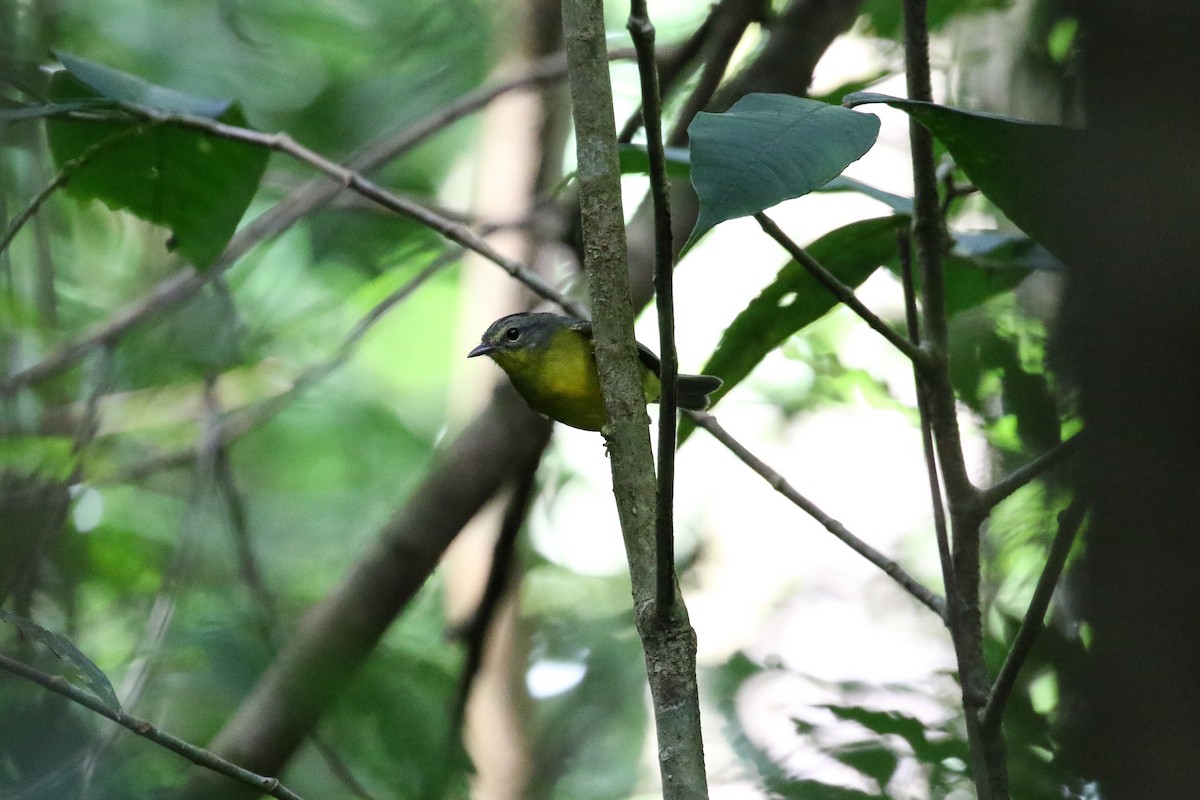 Golden-crowned Warbler - ML131086101
