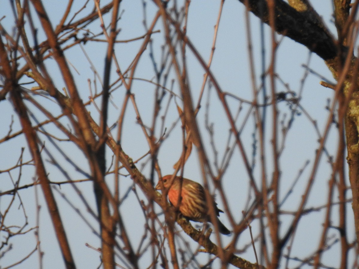 House Finch - ML131086421